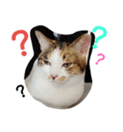 ねこみみの日常（個別スタンプ：12）