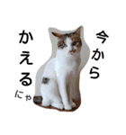 ねこみみの日常（個別スタンプ：13）
