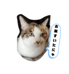 ねこみみの日常（個別スタンプ：15）