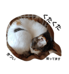ねこみみの日常（個別スタンプ：16）