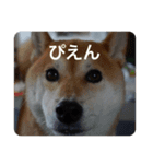 小春ワン（個別スタンプ：1）