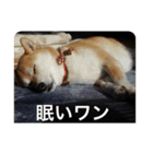 小春ワン（個別スタンプ：2）