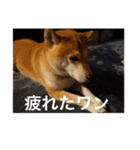 小春ワン（個別スタンプ：4）