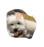 いちの日常(1)（個別スタンプ：5）