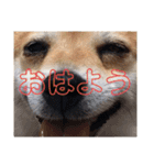 土屋家のちっこい家族（個別スタンプ：1）