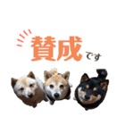 土屋家のちっこい家族（個別スタンプ：3）
