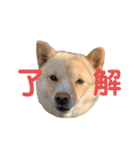 土屋家のちっこい家族（個別スタンプ：5）