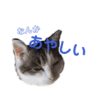 土屋家のちっこい家族（個別スタンプ：7）