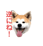土屋家のちっこい家族（個別スタンプ：8）