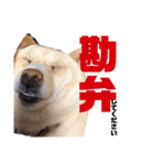 土屋家のちっこい家族（個別スタンプ：11）