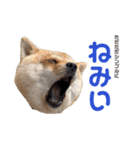 土屋家のちっこい家族（個別スタンプ：18）