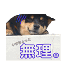 土屋家のちっこい家族（個別スタンプ：23）