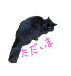 可愛いラム様スタンプ（個別スタンプ：13）