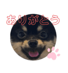 タピのきもち②（個別スタンプ：1）