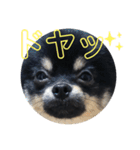 タピのきもち②（個別スタンプ：4）