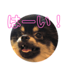 タピのきもち②（個別スタンプ：6）