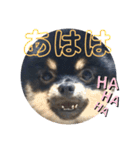 タピのきもち②（個別スタンプ：8）