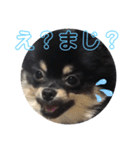 タピのきもち②（個別スタンプ：11）