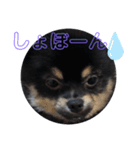 タピのきもち②（個別スタンプ：13）