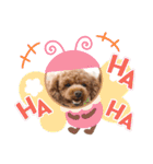 キャバプーとトイプードル（個別スタンプ：23）