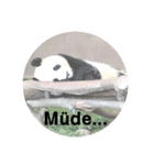 どうぶつのドイツ語挨拶（個別スタンプ：2）