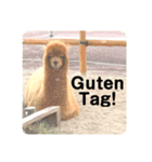 どうぶつのドイツ語挨拶（個別スタンプ：3）