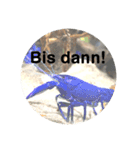 どうぶつのドイツ語挨拶（個別スタンプ：8）