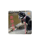 マロクニケ（個別スタンプ：1）