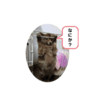 マロクニケ（個別スタンプ：10）