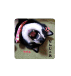 マロクニケ（個別スタンプ：12）