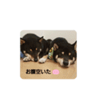 マロクニケ（個別スタンプ：16）