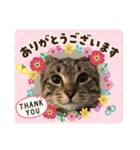 Tabby Chubby poke！（個別スタンプ：1）