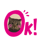 Tabby Chubby poke！（個別スタンプ：3）