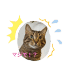 Tabby Chubby poke！（個別スタンプ：6）