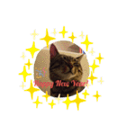 Tabby Chubby poke！（個別スタンプ：12）