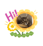 Tabby Chubby poke！（個別スタンプ：15）