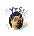おすまし顔の甲斐犬達 ベビー編（個別スタンプ：2）