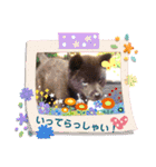 おすまし顔の甲斐犬達 ベビー編（個別スタンプ：6）