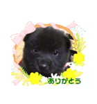 おすまし顔の甲斐犬達 ベビー編（個別スタンプ：7）