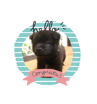 おすまし顔の甲斐犬達 ベビー編（個別スタンプ：10）
