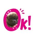 おすまし顔の甲斐犬達 ベビー編（個別スタンプ：11）