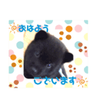 おすまし顔の甲斐犬達 ベビー編（個別スタンプ：14）