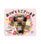 おすまし顔の甲斐犬達 ベビー編（個別スタンプ：15）