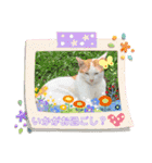 ねこズスタンプふたたび。（個別スタンプ：2）