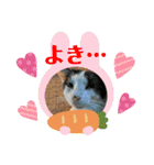 ねこズスタンプふたたび。（個別スタンプ：11）