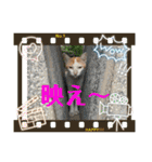 ねこズスタンプふたたび。（個別スタンプ：12）