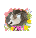 ねこズスタンプふたたび。（個別スタンプ：14）
