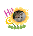 ねこズスタンプふたたび。（個別スタンプ：17）