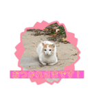 ねこズスタンプふたたび。（個別スタンプ：21）