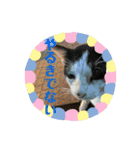 ねこズスタンプふたたび。（個別スタンプ：23）